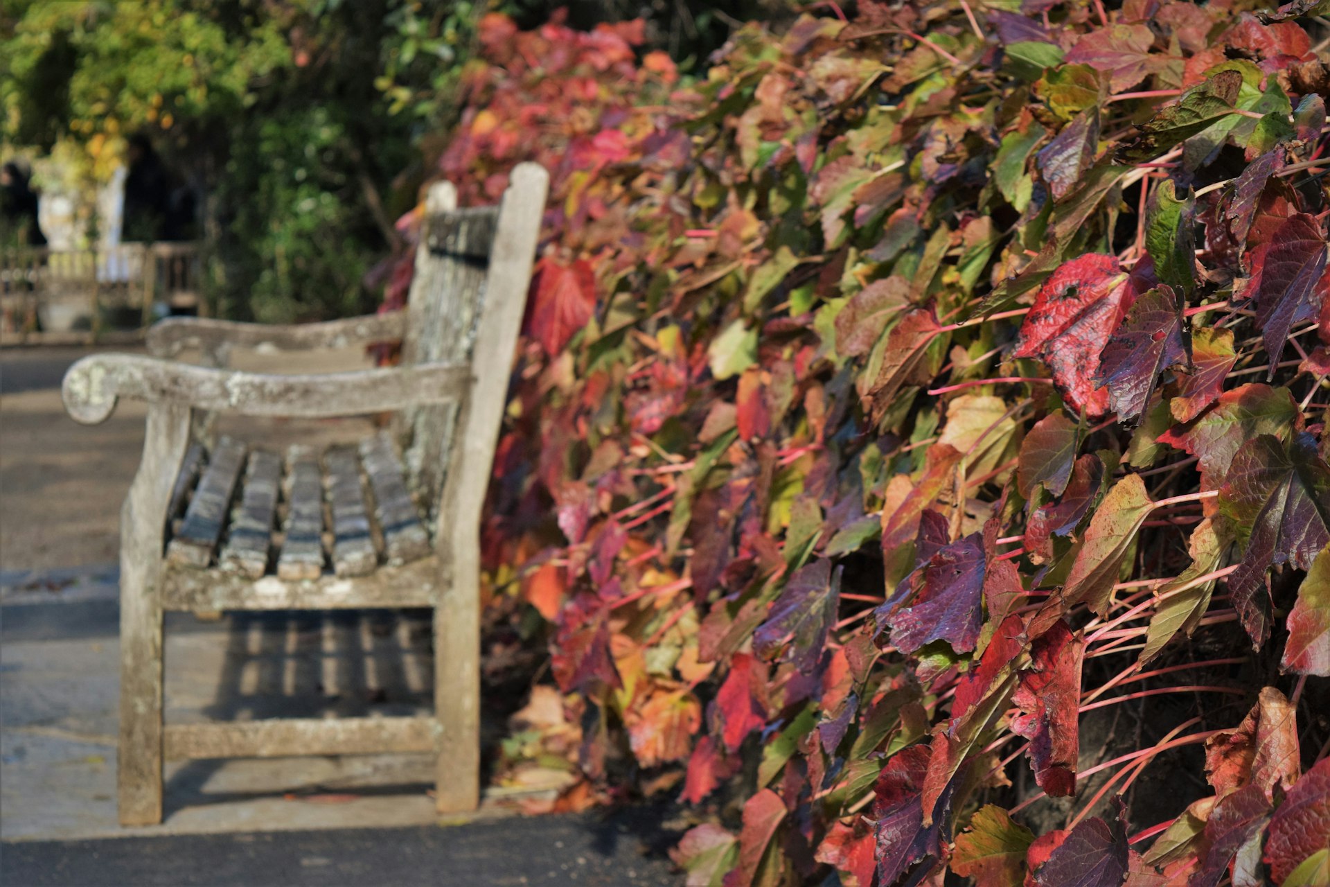 a wooden bench sitting next to a lush green hedge